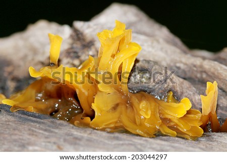 Fungi Tremella Mesenterica on a dead branch