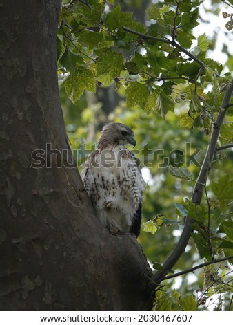 Bird of prey in the City. Vertical view. Red tailed hawk (Buteo jamaicensis) sitting on tree in battery park in Manhattan, New York City.