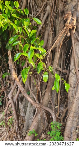 Banyan tree leaves exposed to the morning sun, with a unique tree root background