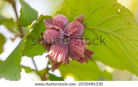 Red hazelnuts on tree branches in summer.