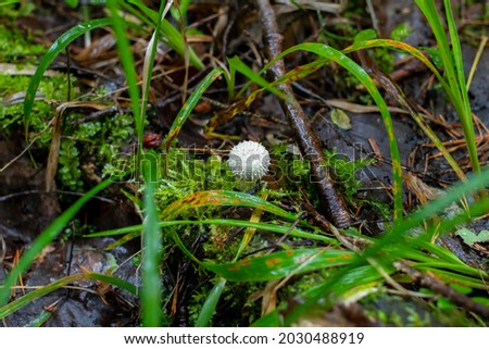 Mushroom in a forest clearing in autumn