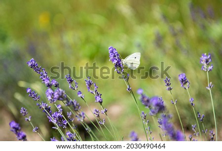 White butterfly on lavender flowers on the field