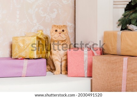 Happy New Year, Christmas holidays and celebration. Cat breed Scottish Fold portrait.