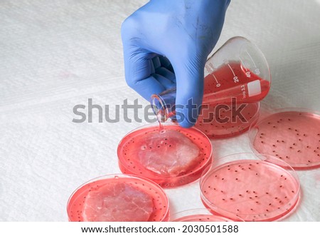 Cultivated steak, meat from the plant stem cell, New food innovation, no killing. Laboratory grown meat concept Royalty-Free Stock Photo #2030501588