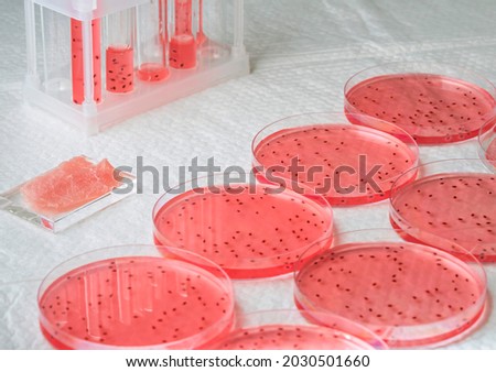Cultivated steak, meat from the plant stem cell, New food innovation, no killing. Laboratory grown meat concept Royalty-Free Stock Photo #2030501660