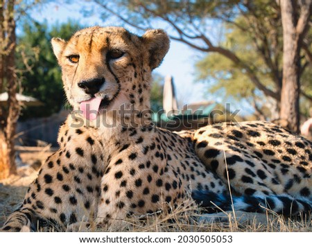 Cheetah portrait with funny face