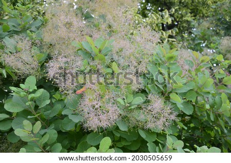 Cotinus coggygria, also known as Rhus cotinus, the European smoketree, Eurasian smoketree, smoke tree, Venetian sumach or dyer's sumach. Royalty-Free Stock Photo #2030505659