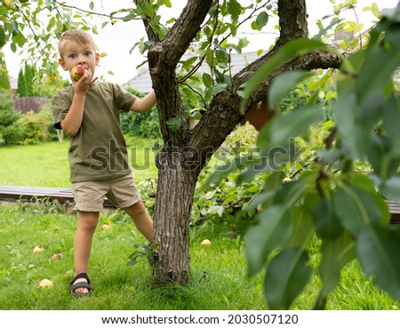 Little blond boy picking pears in the garden. Autumn harvest of fruits