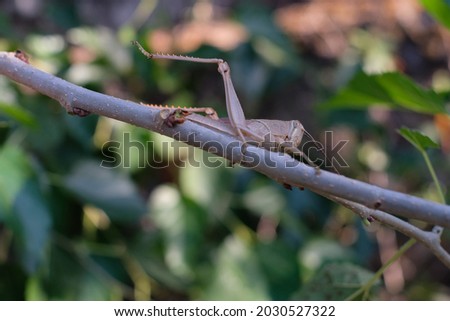 Belalang sedang bersiap untuk makan daun pohon murbei. The grasshopper is preparing to eat the leaves of the mulberry tree