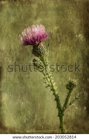 Closeup photo of a thistle wildflower on textured background