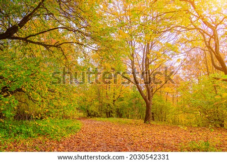 The alley of the autumn park . The season is autumn. September, October, November. A new season. Yellow leaves. A beautiful park. Morning light. Morning autumn Park. Nature