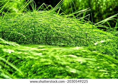 Bundle of long water spreaded
 grass blades reflecting light, selective focus on the back tuft of grass