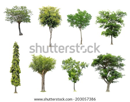 collection of tree isolated on white background Royalty-Free Stock Photo #203057386