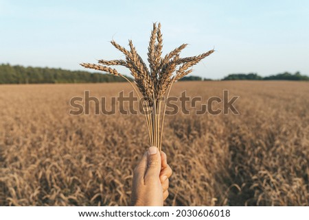 Wheat ears in hand against the background of a summer wheat field at sunset. Farming, agriculture and eco food concept.