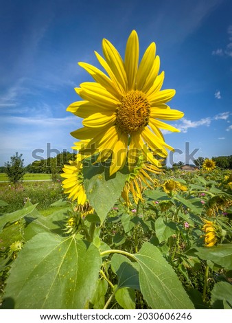 yellow sunflowers at the local recreation area at the Jannersee