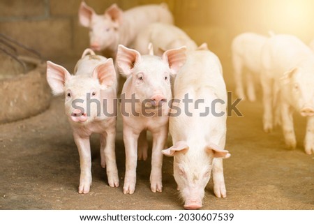 Pigs waiting feed,pig indoor on a farm yard. swine in the stall.Portrait animal. Royalty-Free Stock Photo #2030607539