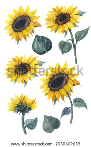Watercolor autumn compositions. Sketch of pumpkins, sunflowers. Watercolor illustration on a white background.