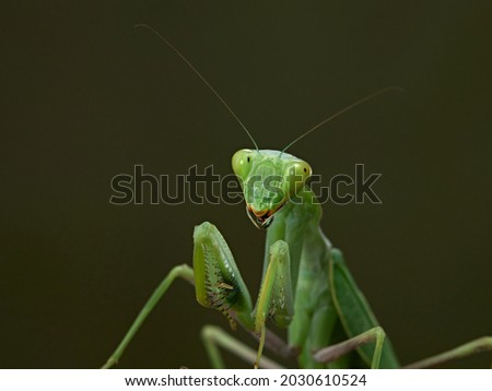 Praying mantis on a green background. The insect hunts, eat.