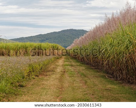 Vanishing point grass track through an in flower Sugar Cane plantation.  Queensland,  Australia. Royalty-Free Stock Photo #2030611343