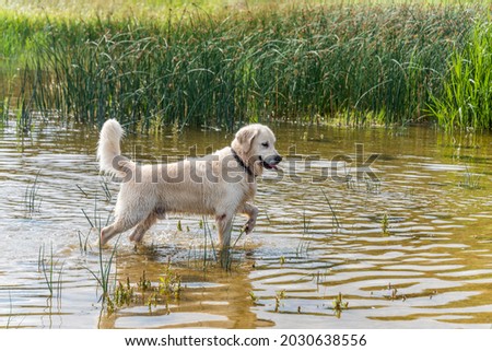 Champion Golden Retriever Hunting in Water in Northern Europe Royalty-Free Stock Photo #2030638556