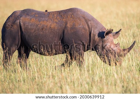 Black rhinoceros walking on the savanna in Africa