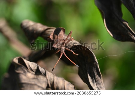 a large brown bug between the black curled leaves