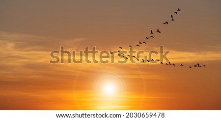 Silhouette of migratory bird flying at sunset in the sky. bright orange sun landscape