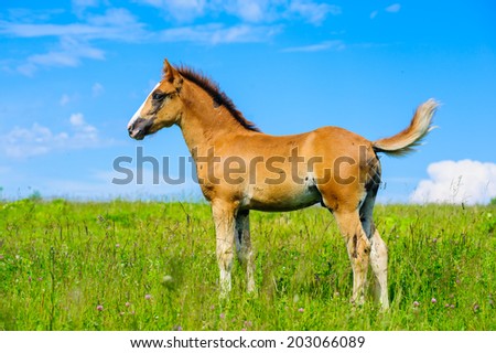 foal in spring meadow 