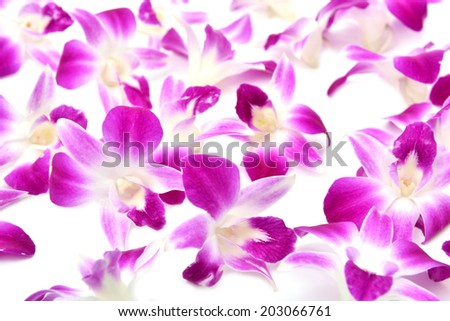 beautiful blooming orchid isolated on white background