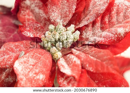 Poinsettia or Euphorbia pulcherrima covered with frost close up
