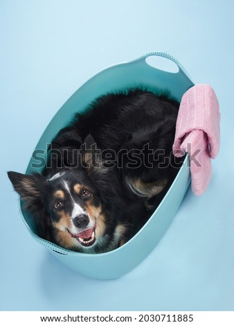 border collie lies in the bath. dog Take a shower. Pet wash, grooming