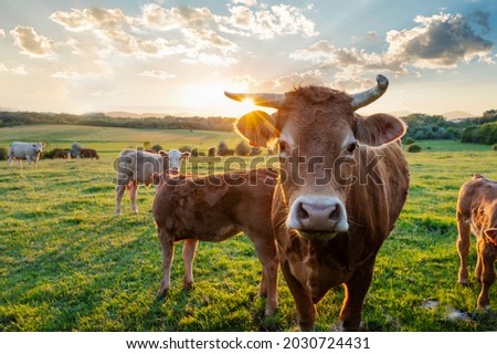 Cows herd on a grass field during the summer at sunset. A cow is looking at the camera sun rays are piercing behind her horns. Royalty-Free Stock Photo #2030724431