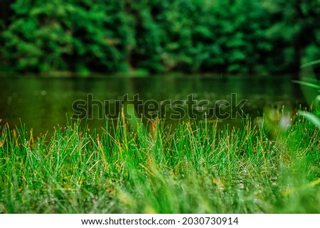 Grass growing in front of the lake, natural background