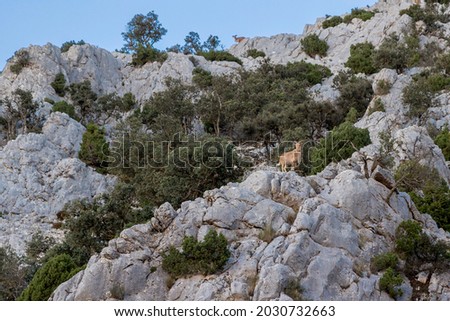 Mountain goats, arruis, in Sierra Espuña. Sierra Espuña is a mountainous massif with a dense forest mainly of pine trees, with an abundant flora and fauna located in the Region of Murcia, Spain Royalty-Free Stock Photo #2030732663