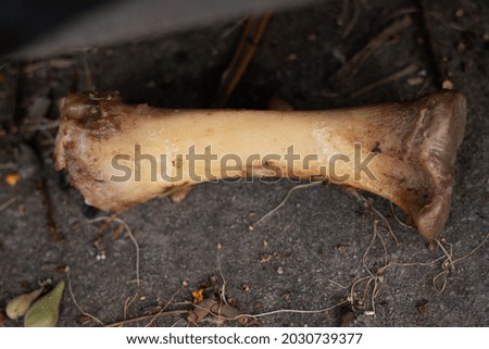 The large bone lay on the dirty floor.