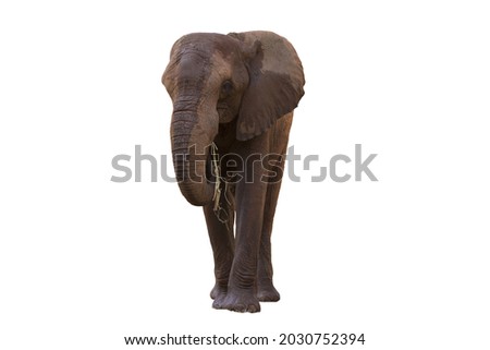 A picture of an African elephant in the foreground taking a relaxing walk isolated on the white background.