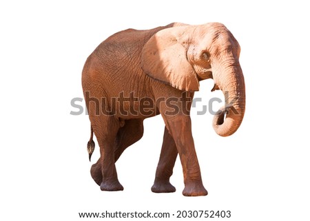 A picture of an African elephant in the side ground taking a relaxing walk isolated on the white background.
