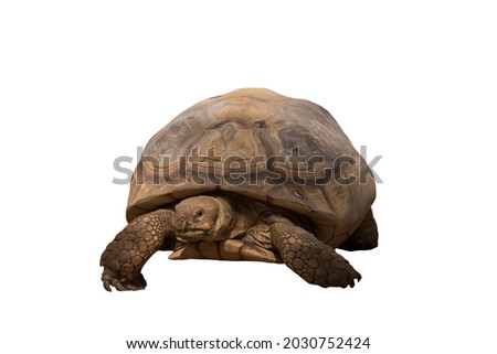 African species of tortoise, turtle (Centrochelys sulcata) isolated on the white background.