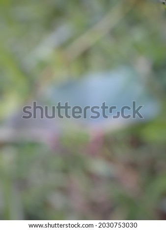defocused abstract background of taro leaves