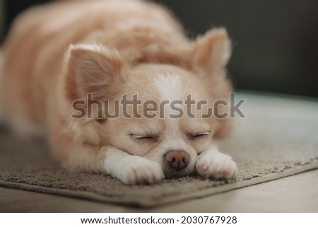 Chihuahua is sleeping on the floor