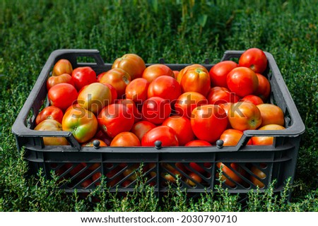 red tomatoes lying in a box standing on green grass. High quality photo