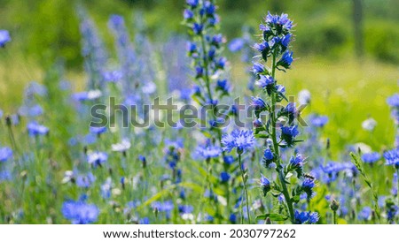 Echium vulgare. beautiful wildflowers. blue flowers, summer floral background. close-up. bokeh. beautiful nature. blooming meadow in sunny weather Royalty-Free Stock Photo #2030797262