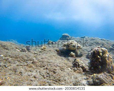 Green sea Turtle feeding on a herbarium Reunion island