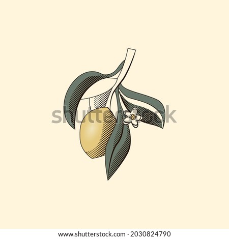Outline vector lemon branch on a yellow background.  Doodle isolated element. Perfect for illustrations, postcard design, gift idea 