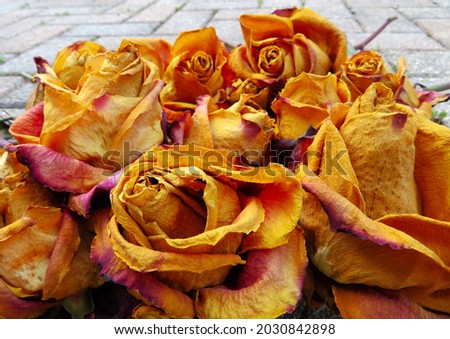 Close up macro dried yellow and red roses against a brick patio background. Beautiful still even though at end of life cycle.