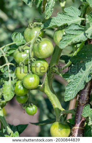 Close up of unripe green tomatoes (solanum lycopersicum) growing on a vine