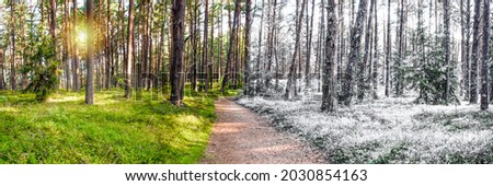 Summer and winter are combined in one photo. Change of winter and summer seasons. Snow and grass in the forest, forest path stretching into the distance of the forest