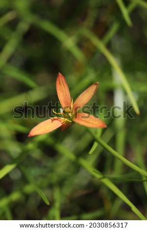 Orange rain lily bloom after raindrop falling