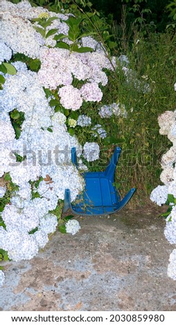 Blue plastic chair upside down by hydrangeas bush
