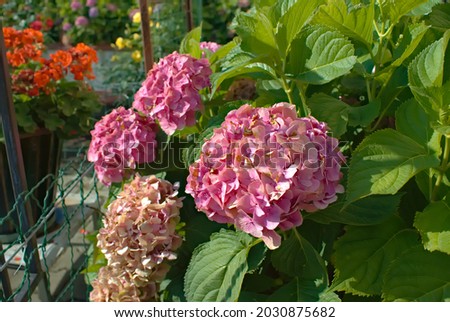 Photo of a hydrangea. Pink blooming flowers.